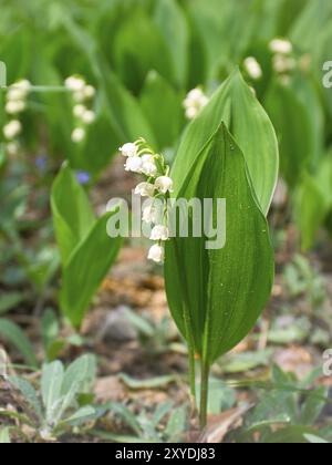 Maiglöckchen auf dem Waldboden. Grüne Blätter, weiße Blüten. Frühblüher, die den Frühling ankündigen. Blumen Foto aus der Natur Stockfoto