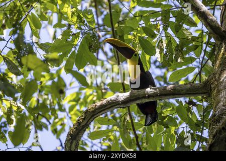 Schwarzer Tukan (Ramphastos ambiguus) auf einem Zweig, tropischer Regenwald, Corcovado Nationalpark, Osa, Provinz Puntarena, Costa Rica, C Stockfoto