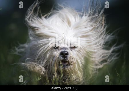 Kleiner weißer Hund, der auf einer Wiese tobt Stockfoto