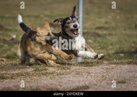 Zwei Hunde spielen wild auf einer Hundewiese, einer ist ein deutscher Schäferhund, der andere eine Terrier-/Dackelmischung Stockfoto