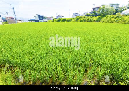 Wohnhäuser gesehen hinter grünen Stängel Gras auf kleinen Grundstück für Reisanbau im ländlichen Japan verwendet. Horizontale Stockfoto