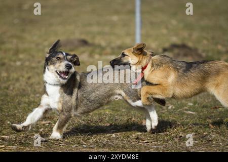 Zwei Hunde spielen wild auf einer Hundewiese, einer ist ein deutscher Schäferhund, der andere ein Dackelhund, Terrier-Mix Stockfoto