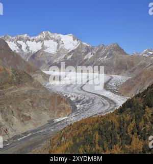 Goldener Lärchenwald und Aletschgletscher, längster Gletscher der Alpen Stockfoto