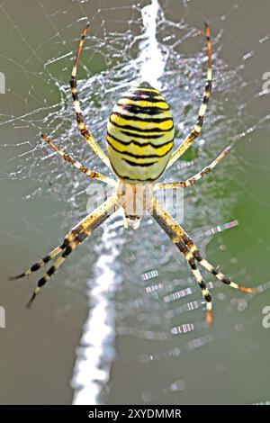 Wasp spider Stockfoto