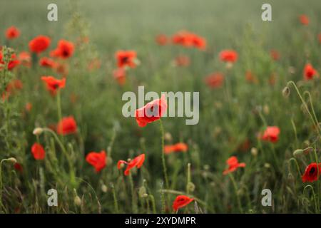 Ein Feld mit roten Mohnblumen an einem Sommertag kurz vor Regen Stockfoto