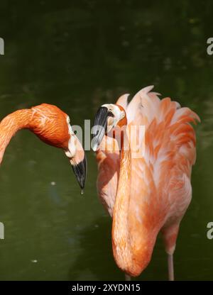 Zwei rosafarbene Flamingos in einem Teich, die einander gegenüberstehen und interagieren Stockfoto