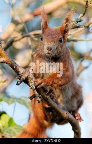 Ein junges Eichhörnchen, das nach Essen sucht Stockfoto