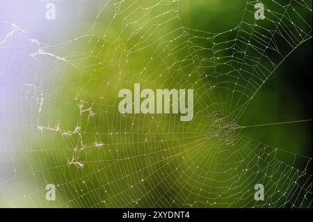 Netz der europäischen Gartenspinne (Araneus diadematus) mit Wassertröpfchen Stockfoto