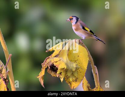 Goldfink auf Sonnenblume Stockfoto