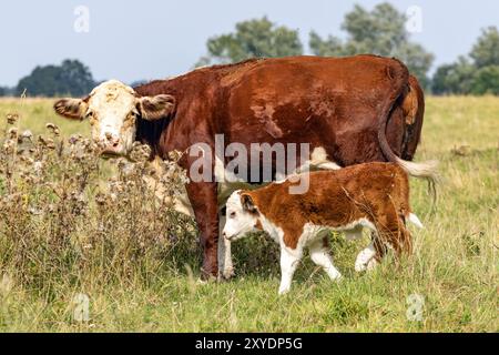 Mutterkuh mit Nachkommen auf der Weide Stockfoto