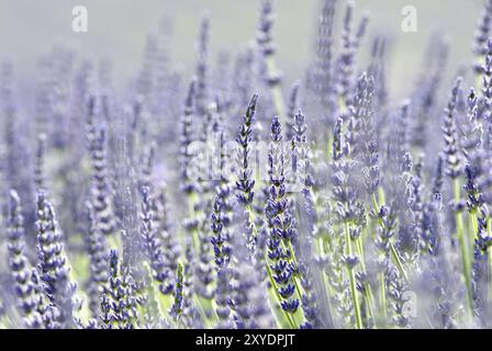 Echter gemeiner Lavendel (Lavandula angustifolia) in den Hochebenen der Provence, kurz vor der Blüte Stockfoto