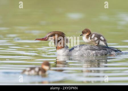 Mergus merganser, Weibchen mit Jungvogel auf dem Rücken, schwimmt im Wasser, Deutschland, Europa Stockfoto