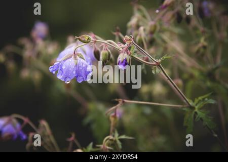 Geranie auf der Wiese. Blühende Geranie mit Fliederblüten im Gras. Heilpflanze. Abendaufnahme Stockfoto