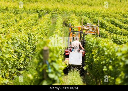 Traubenernte in den Weinbergen Stockfoto
