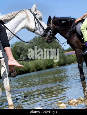 München, Deutschland. August 2024. Zwei Pferde aus einer Reitergruppe kühlen sich am Isarufer ab. Quelle: Sven Hoppe/dpa/Alamy Live News Stockfoto