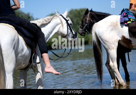 München, Deutschland. August 2024. Pferde einer Gruppe von Reitern kühlen sich am Isarufer ab. Quelle: Sven Hoppe/dpa/Alamy Live News Stockfoto