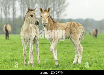 Duelmen Wildpferde: Die beiden Fohlen sind erst wenige Tage alt und scheinen Freundschaften zu schließen, Duelmen, Nordrhein-Westfalen, Deutschland, Europa Stockfoto