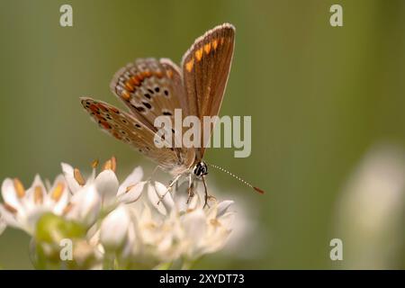 Gemeinsamen blauer Schmetterling Stockfoto