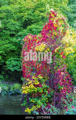 Farbenfroher Baum am Ufer der Ahr im Herbst Stockfoto