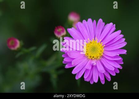 Kissen-Aster (Symphyotrichum dumosum), Kräuterstaster, Aster domosus, buschiger Aster Stockfoto