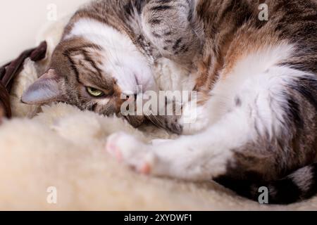 Eine fette Katze, die auf kuscheligen Lammfell liegt Stockfoto