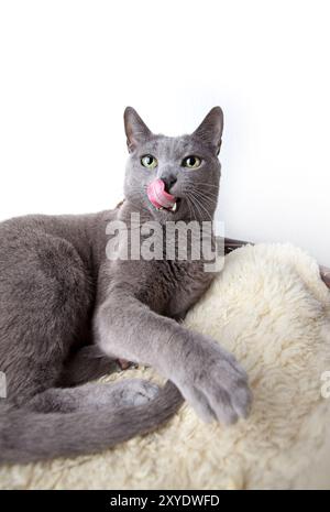 Elegante russische blaue Stammkatze auf Lammfell Stockfoto