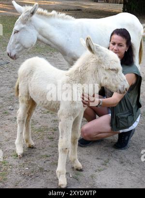 29. August 2024, Sachsen, Delitzsch: Im Zoo in der nordsächsischen Stadt werden das sechswöchige österreichisch-ungarische weiße Barockeselfohlen 'Aline' (r) und ihre Mutter, die Eselstute 'Clara', von Zoomanagerin Brita Preisner im Freigehege verwöhnt. Das Eselfohlen, das nach anfänglichen Problemen wieder gesund gepflegt wurde, und ein weiterer Eselhengst, der vor vier Tagen geboren wurde, bilden den Beginn eines Zuchtprogramms für diese stark gefährdete seltene Haustierrasse, von der es in Europa nur noch wenige hundert gibt. Die Mutter, die vierjährige Sissi, stammt aus der Arche Alfsee in L Stockfoto