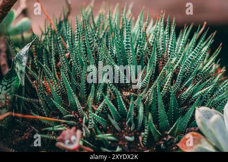 Wunderschöne Haworthiopsis attenuata (Zebra Sukkulent) mit auffälligen, gemusterten Blättern, die einzigartige zebraartige Streifen und elegante Rosette-Form zeigen Stockfoto