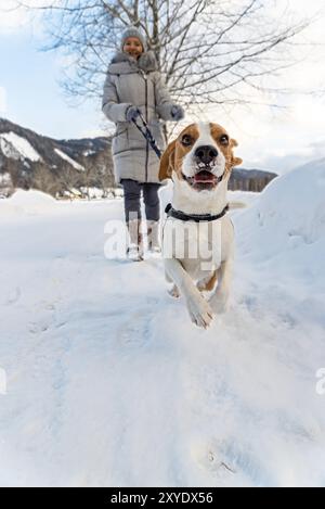 Ein junges Mädchen, das im Winter mit ihrem Beagle-Hund spaziert und beim ersten Mal Spaß auf Schnee hat Stockfoto