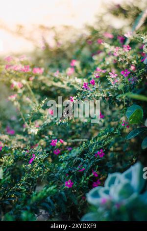 Scheuer Schmetterling, eingebettet zwischen zarten rosa Blumen, in sanftem Sonnenlicht getaucht, schafft eine ruhige und bezaubernde Szene Stockfoto