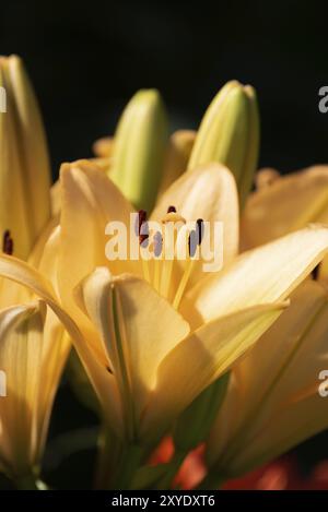 Gelbe Madonnenlilie (Lilium candidum) Blüte mit Knospen in der Natur. Hintergrund in der Natur. Detaillierte Closup-Aufnahmen in der Sonne. Selektiver Fokus Stockfoto