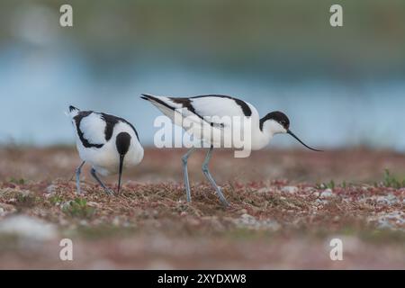 Avocet (Recurvirostra avosetta), Paar am Nest, Burgenland, Österreich, Europa Stockfoto