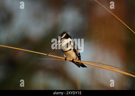 rattenvogel (Ceryle rudis) im Okavango-Delta, Botswana. Rattenvogel im Okavango-Delta, Botswana, Afrika Stockfoto