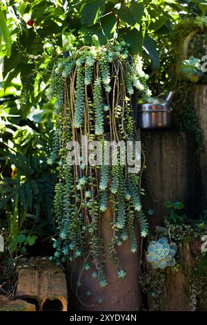 Ein wunderschöner Hängetopf mit einem „Finger Cactus“-Sukkulenten, an einem Baum aufgehängt. Die einzigartige Form und die leuchtende grüne Farbe der Pflanze werden in Agave präsentiert Stockfoto