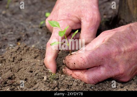 Der Mensch pflanzt Paprika im Garten Stockfoto