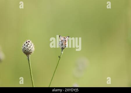 Eine große Fliege, die auf der Blume einer größeren Knabenkraut-Pflanze sitzt Stockfoto