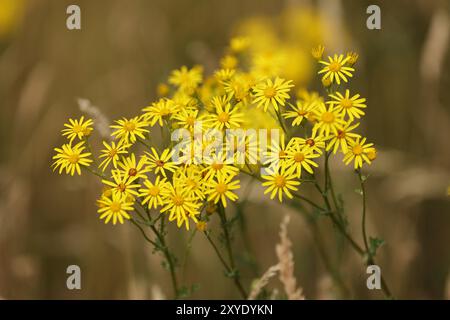 Hübsche gelbe Blüten einer Ragkrautpflanze auf einer sommerlichen Wiese an heißem bewölktem Tag Stockfoto