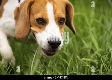 Porträt des Beagle-Hundes im Freien in der Natur Hund-Thema Hintergrund Stockfoto