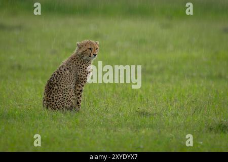 Gepardenjunges saß im Regen auf Gras Stockfoto