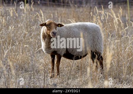 Coburger Fuchs Schafe Stockfoto