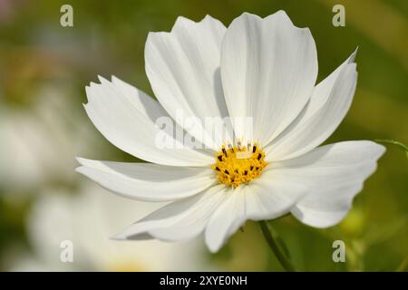 Schmuckkorb weiß Stockfoto