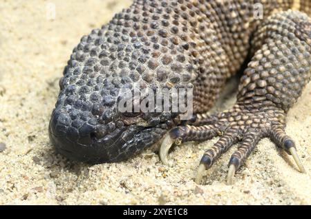 Skorpion-Krustenechse, Perlenechse (Heloderma horridum) Stockfoto