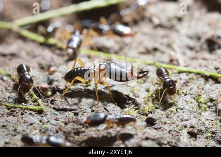 Sicherheitssoldaten-Termiten mit Arbeitertermiten auf dem Waldboden in Saraburi thailand. Oberer Freiheitsgrad Stockfoto