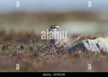 Dotterel (Charadrius morinellus), sitzt im Nest am Boden, Bodenzüchter, Tundra-Vegetation, Finnmark, Norwegen, Europa Stockfoto