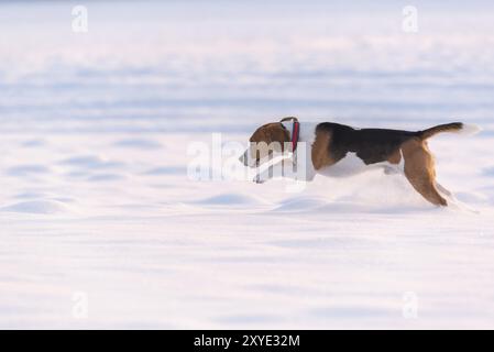 Beagle-Hund springt durch ein verschneite Feld in der Ferne. Hundedesign Stockfoto