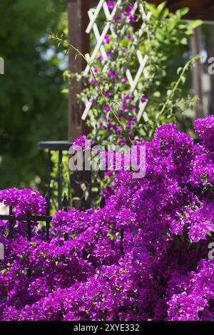 Rosa Lila bougainvillea Blume auf Dekoration zaun Hintergrund Stockfoto