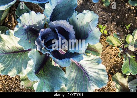 Anbau von Kohl auf einem Feld in Österreich Sommer Stockfoto