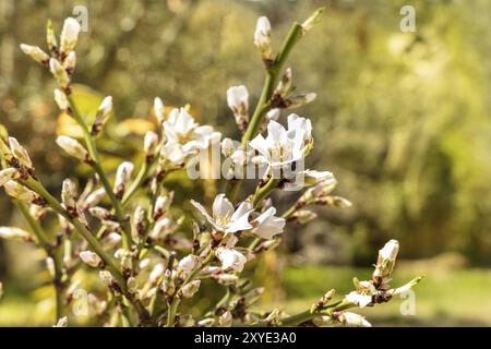 Blumen und Blüten sowie deren Knospen auf den Zweigen einer jungen Mandelbaum gegen einen unscharfen Hintergrund, selektiver Fokus Stockfoto