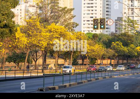 Goiania, Goias, Brasilien – 28. August 2024: Ein sehr schöner Abschnitt der Avenida Anhanguera während der Ruhe der gelben ipes. Stockfoto