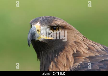 Steinadler, Steinadler (Aquila Chrysaetos) Stockfoto